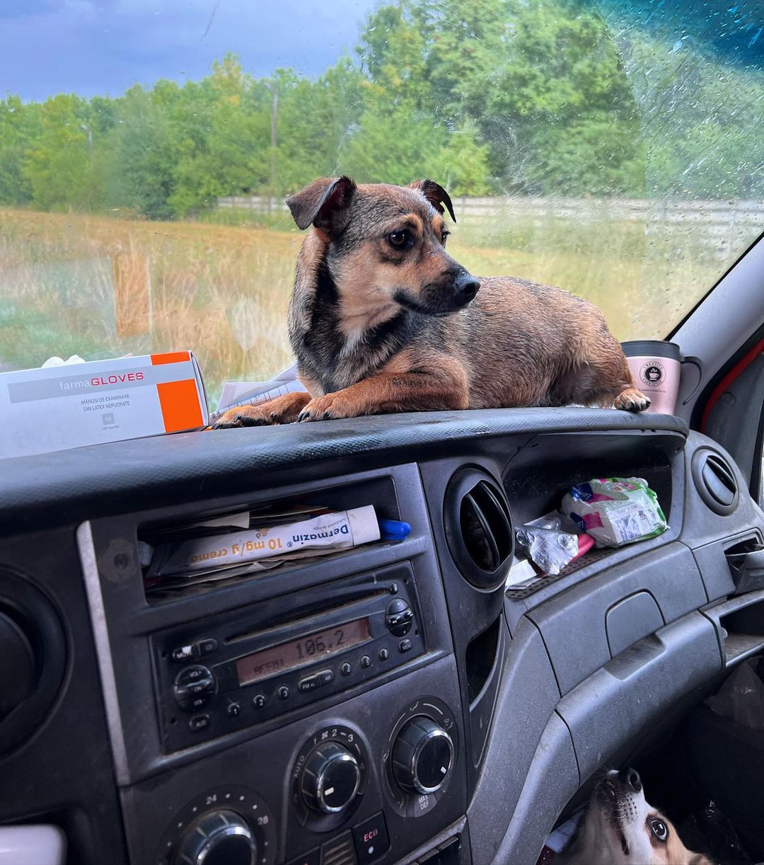 adopted dog laying down in a car