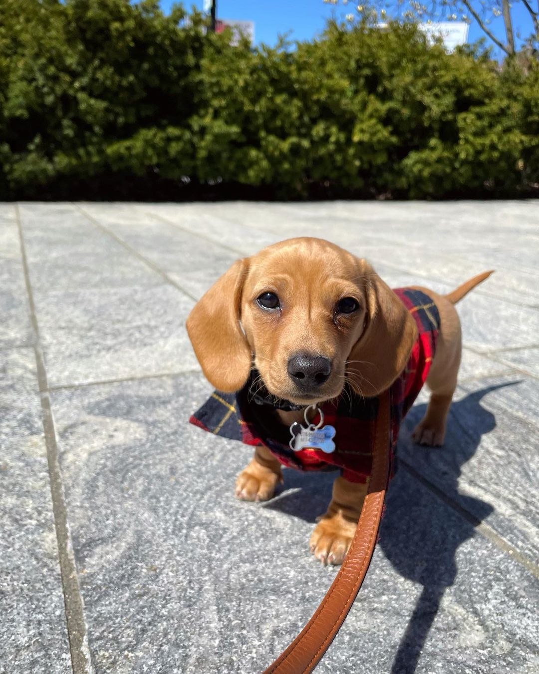 adopted dog on a leash outdoors