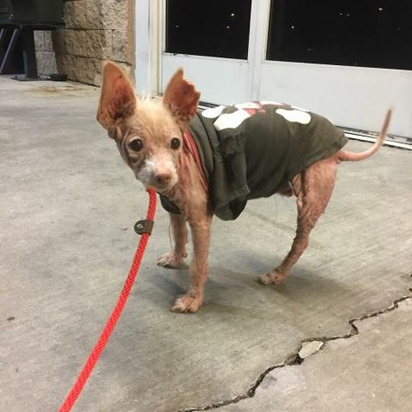 adopted dog on a leash