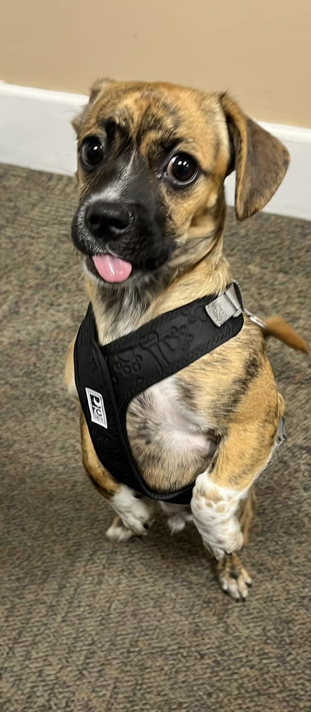 adopted puppy with a black harness