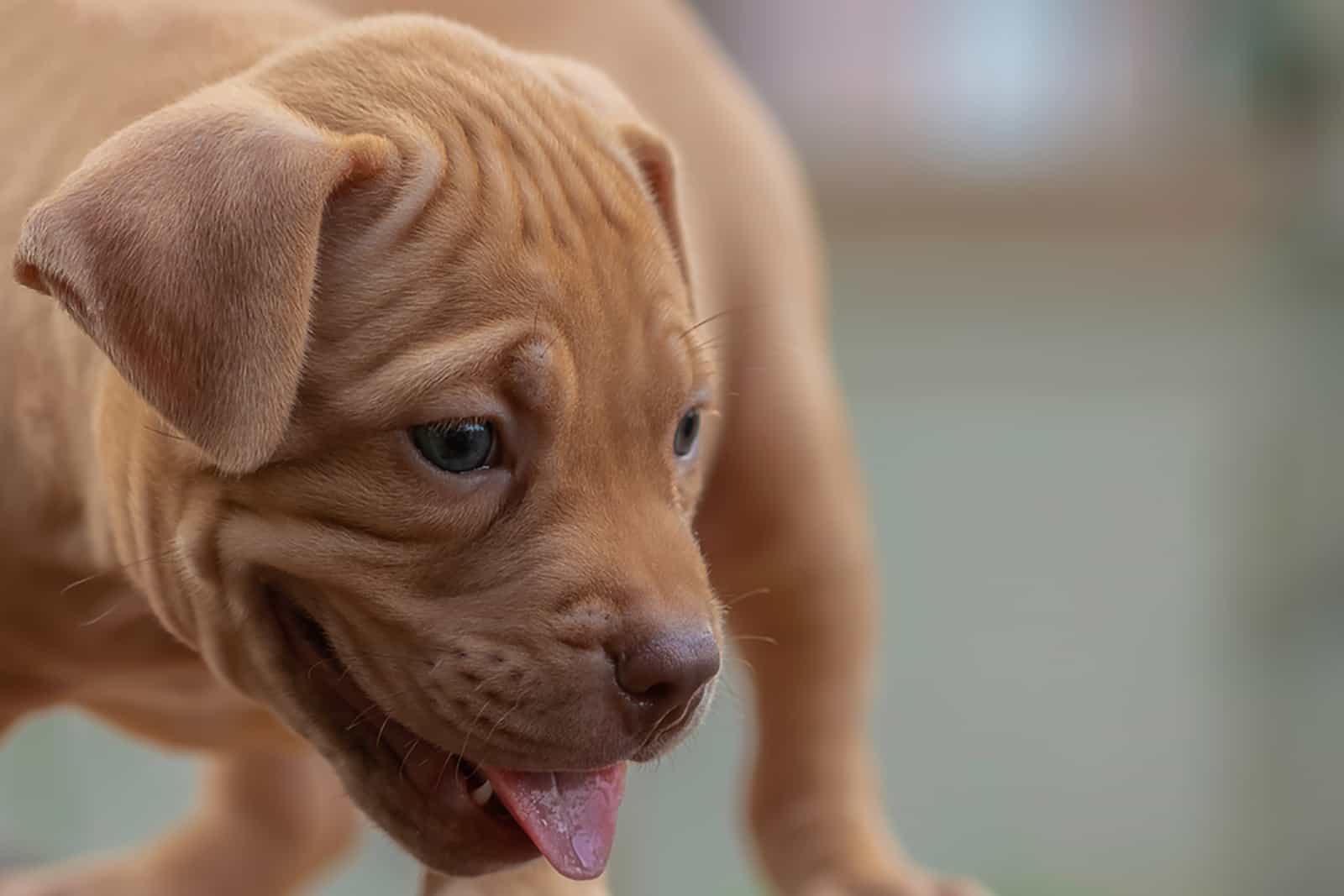 adorable american pitbull puppy standing outdoors