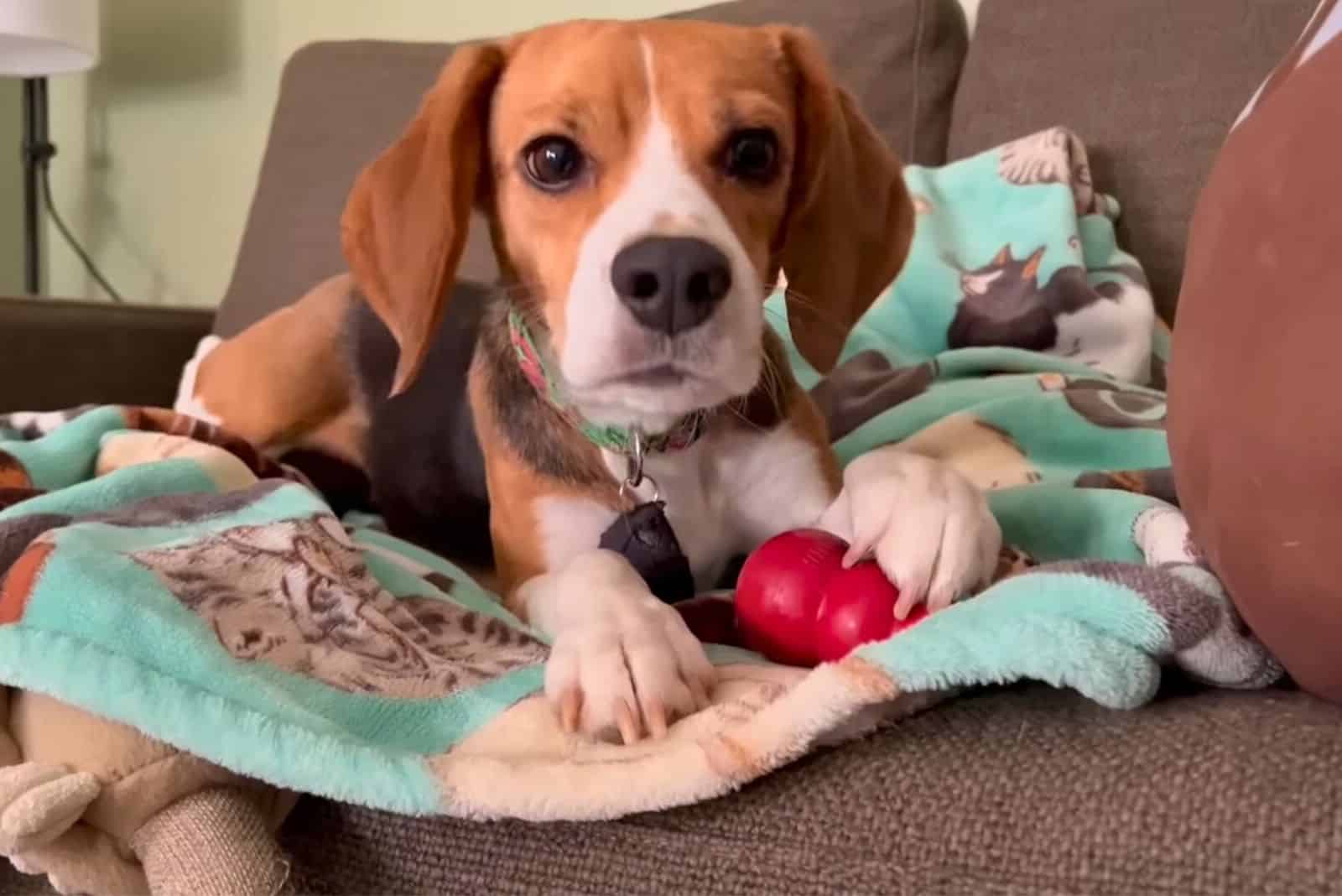 adorable beagle puppy with ball