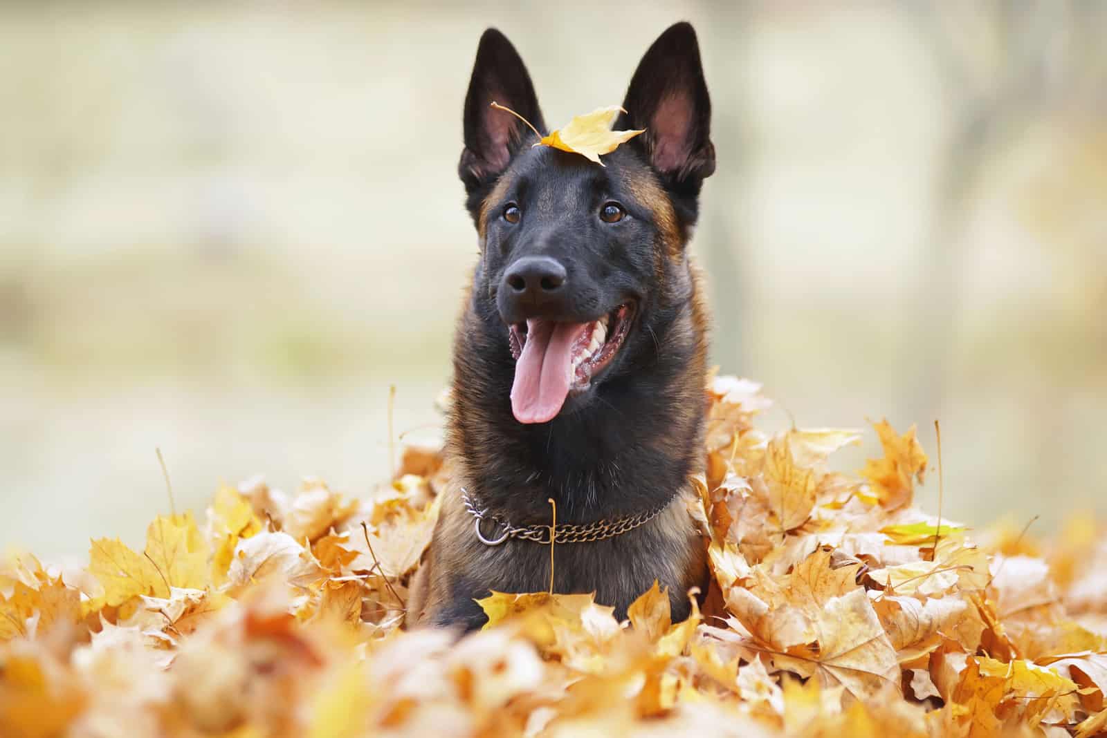 adorable belgian malinois enjoying in the leaves