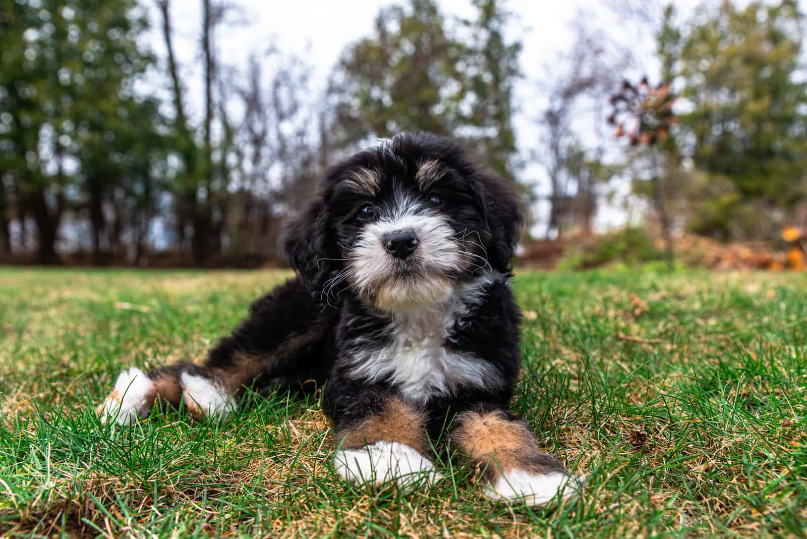 adorable Bernedoodle Puppy lying on the grass