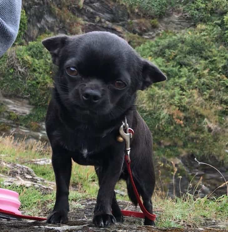 adorable black chihuahua