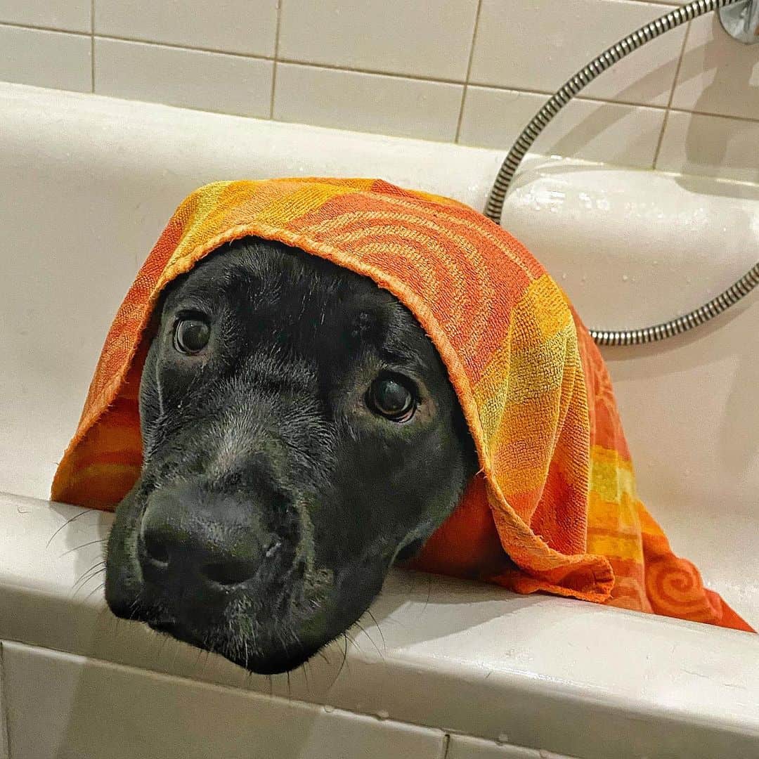 adorable Black Pitbull