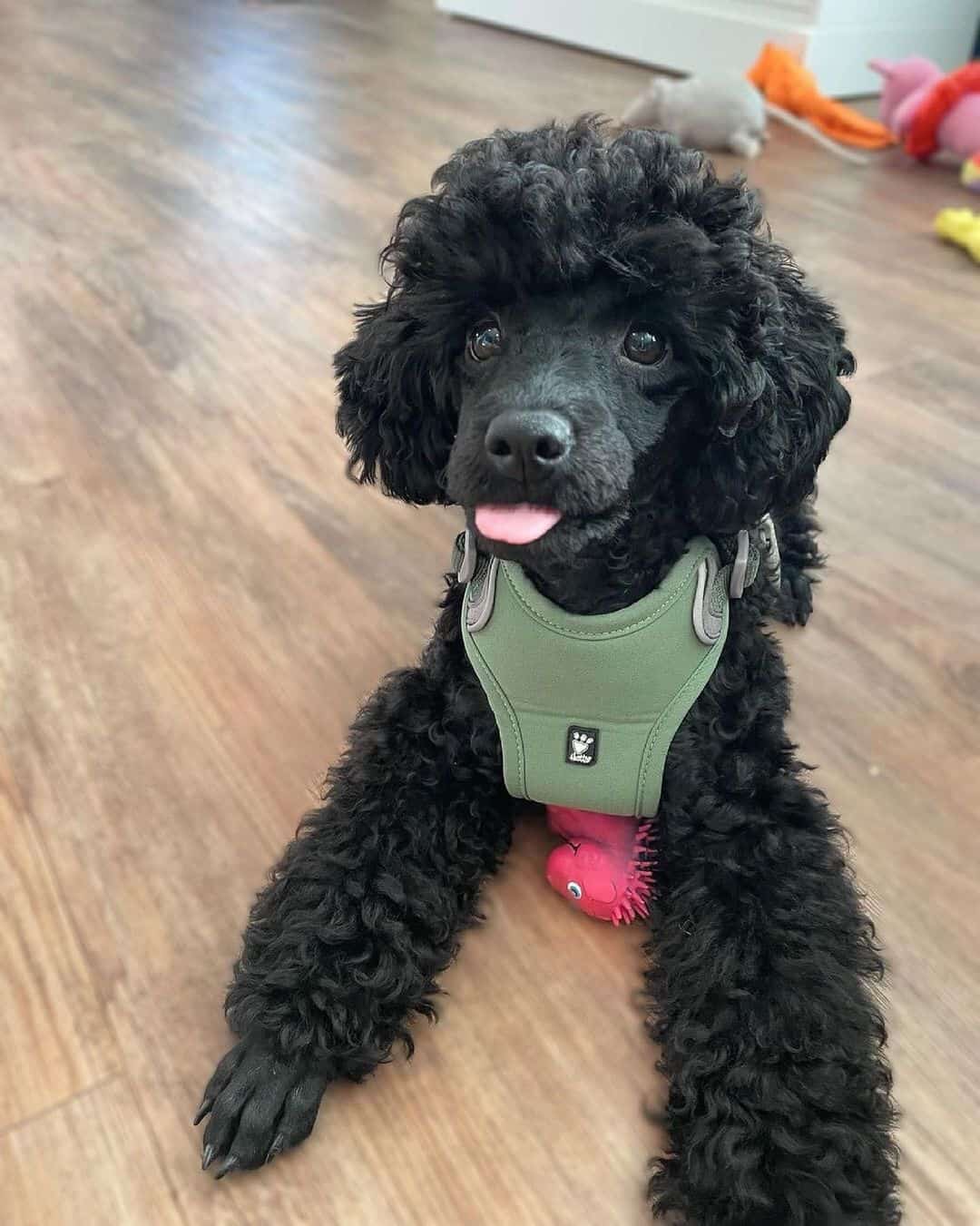 adorable black poodle dog lying on the floor