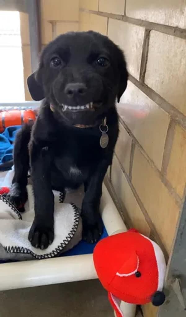 adorable black puppy smiling