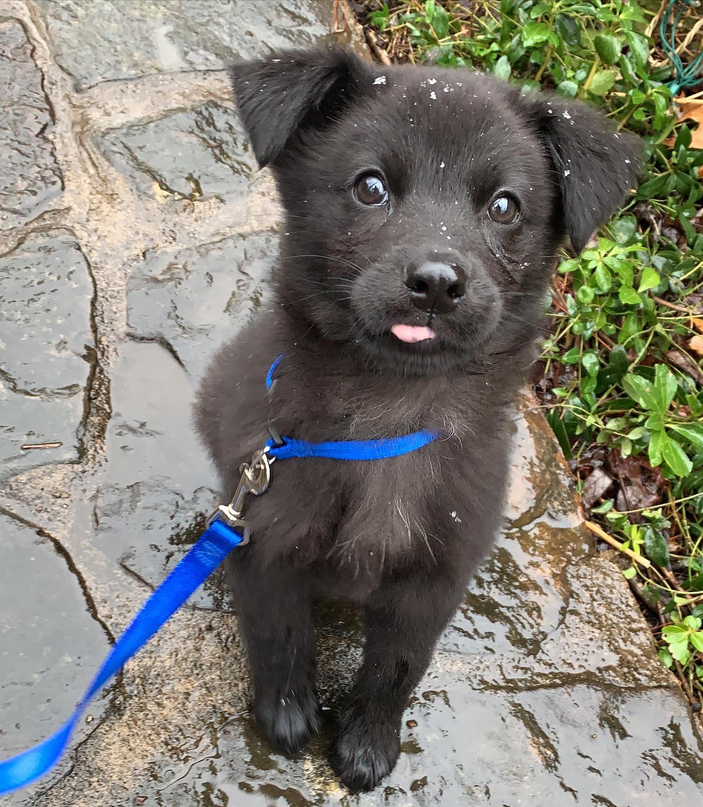 adorable black puppy