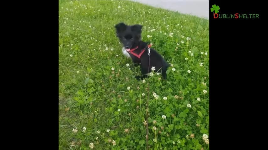 adorable black puppy sitting in the grass