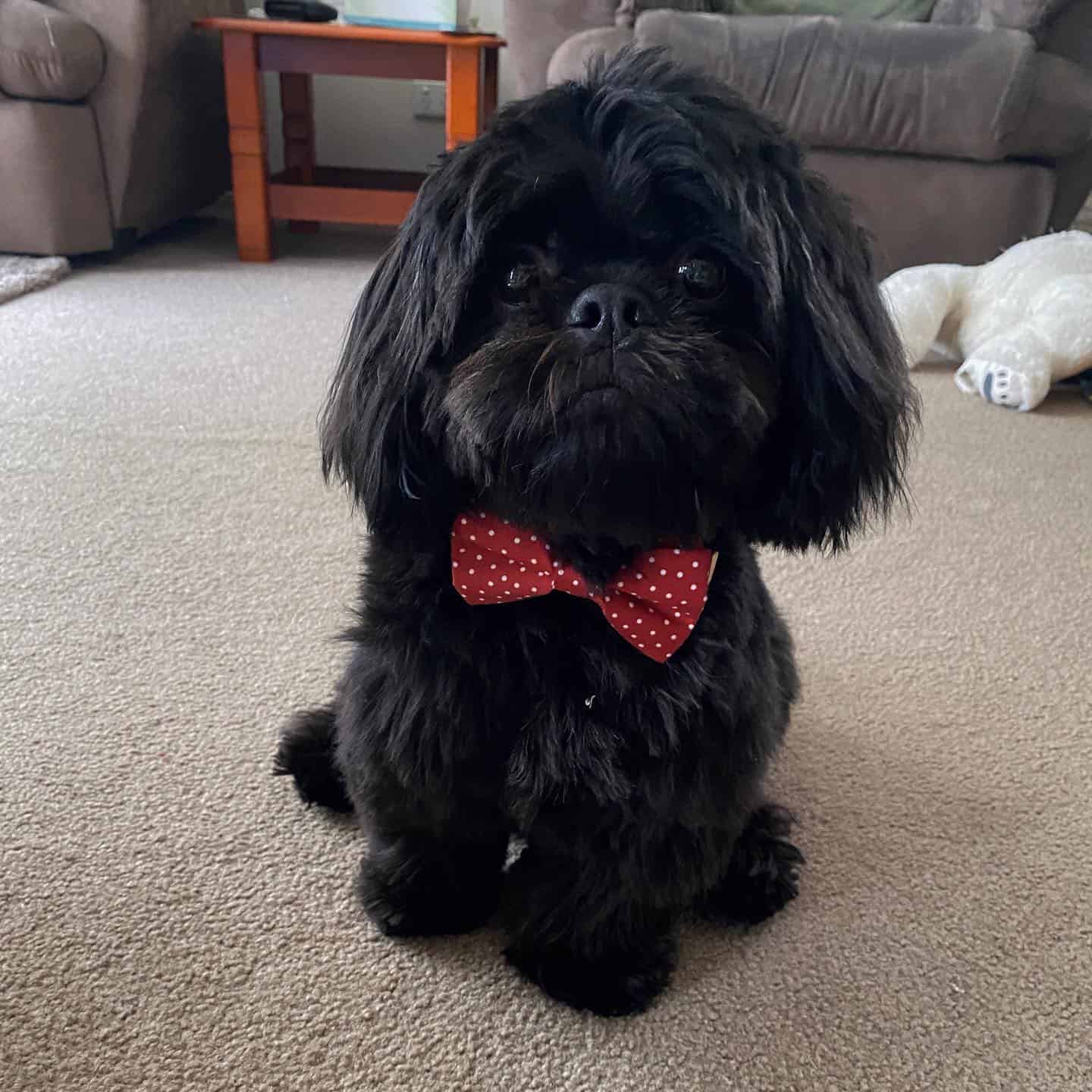 adorable black shih tzu