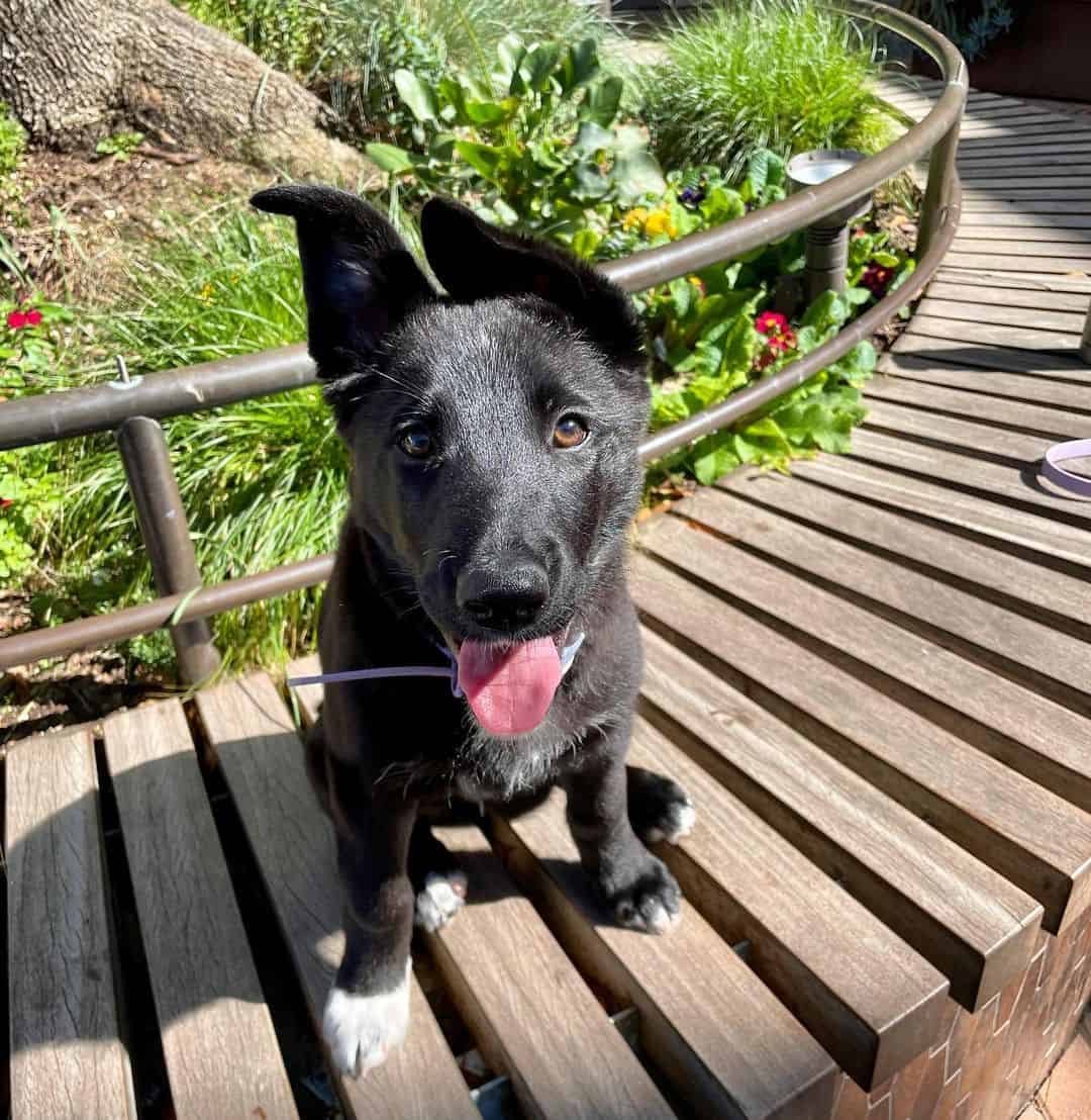 adorable black Shollie dog outdoors