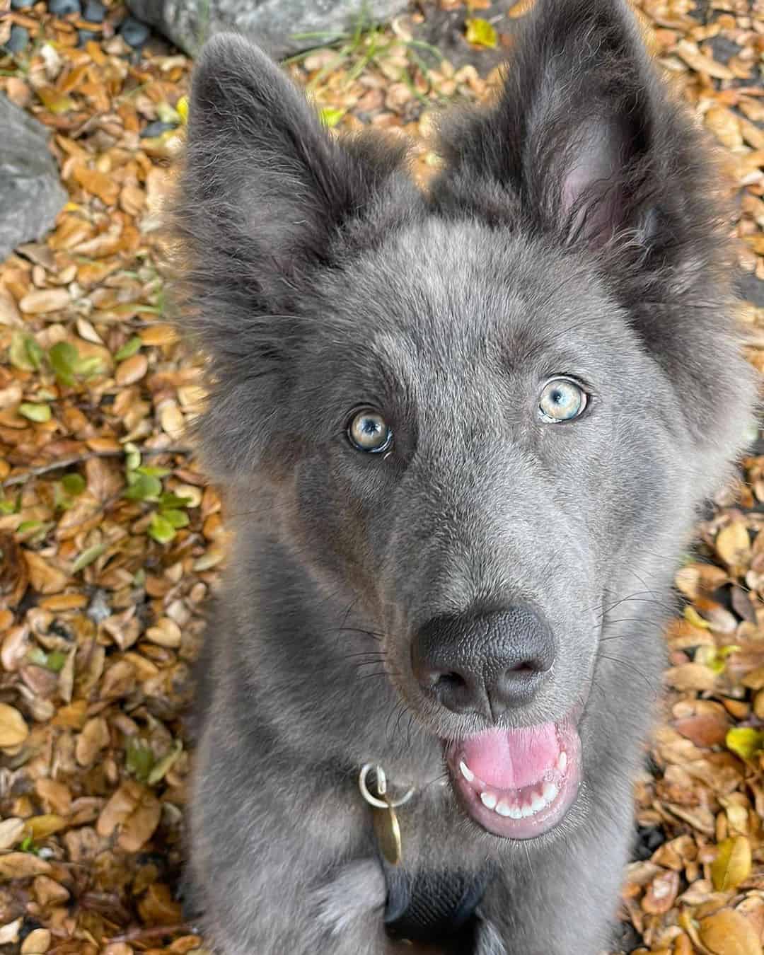 adorable Blue Bay Shepherd