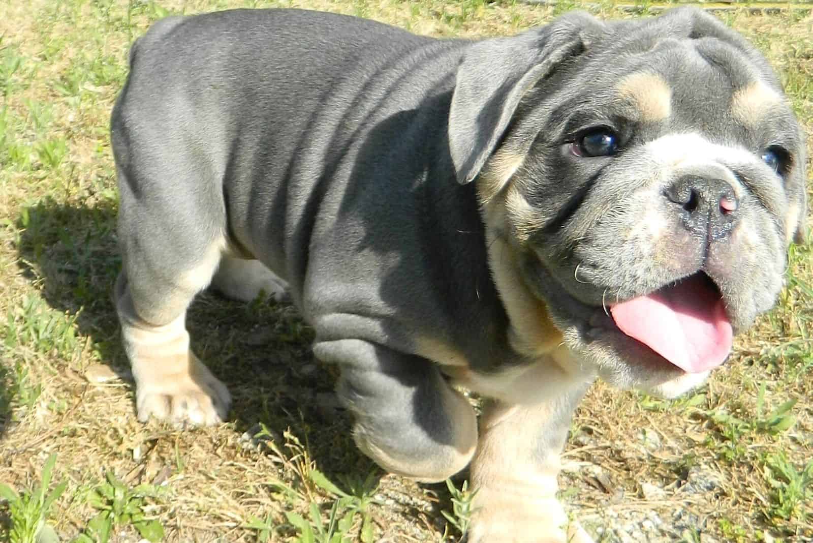 adorable blue English Bulldog puppy