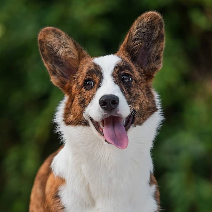 adorable brindle corgi