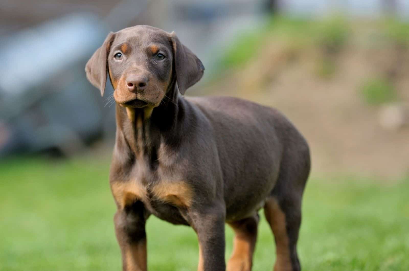 adorable brown doberman puppy in the garden