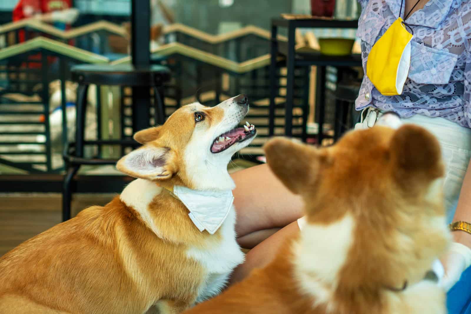 Adorable brown welsh corgi sitting on wood floor