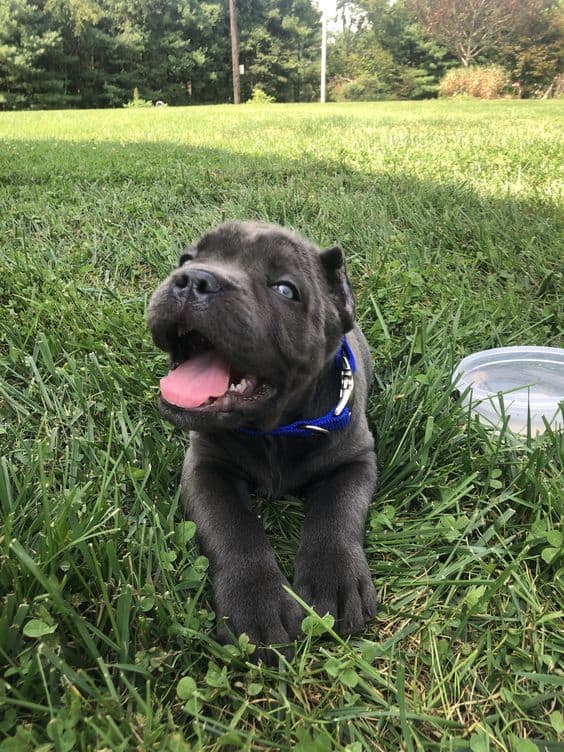 adorable cane corso puppy