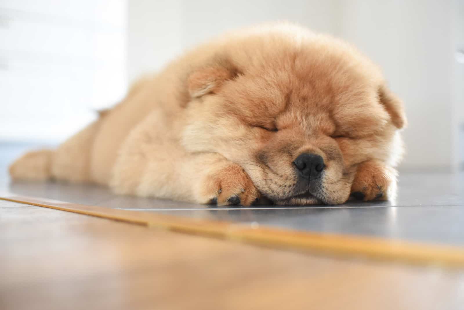 adorable cow chow sleeping on the floor