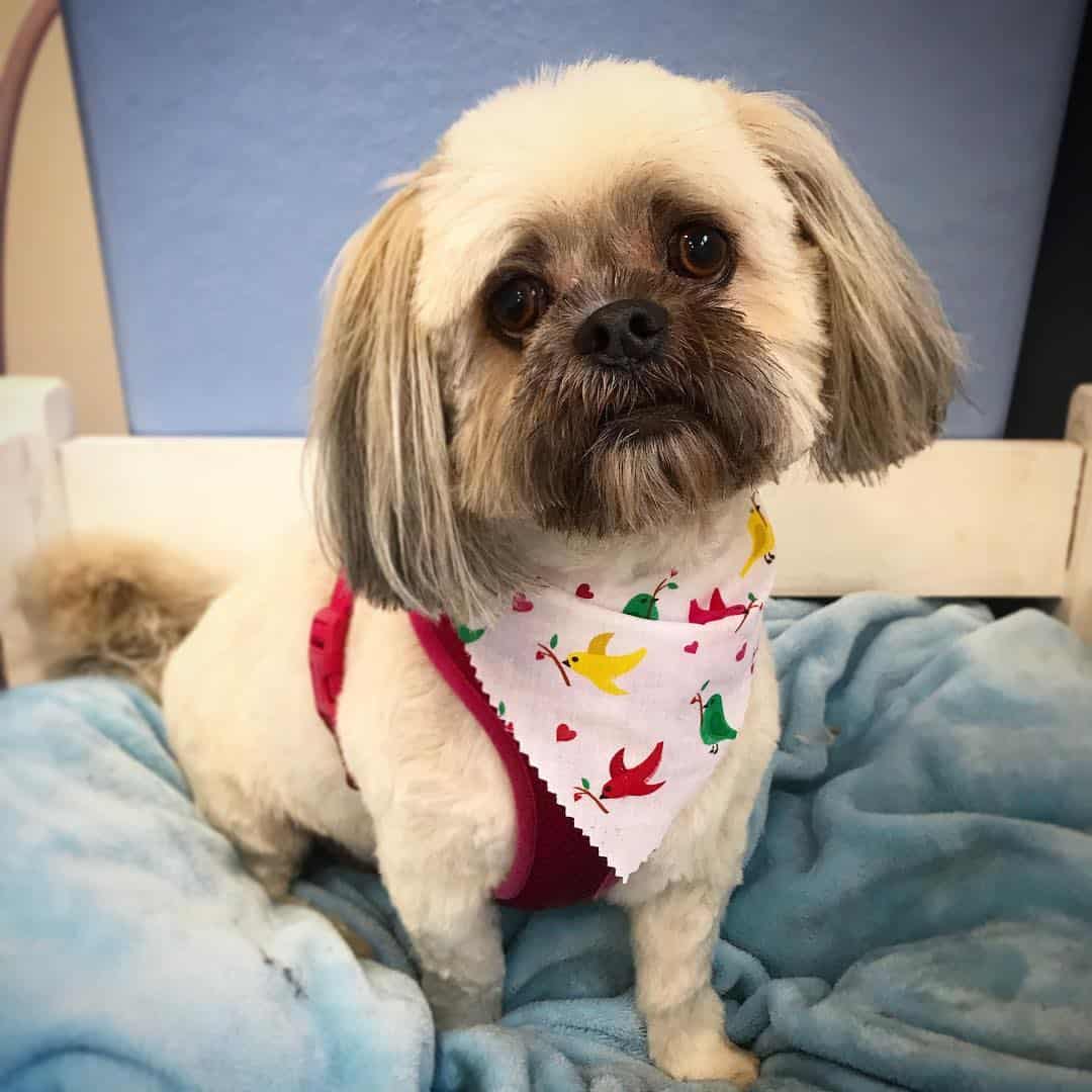 adorable Cream Lhasa Apso