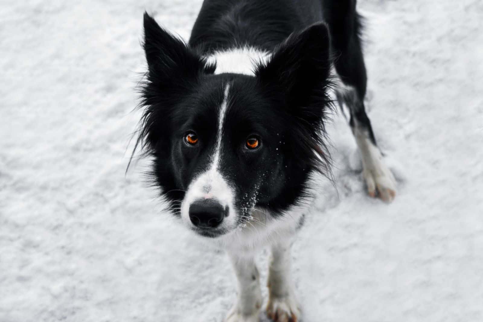 Adorable cute border collie in winter season