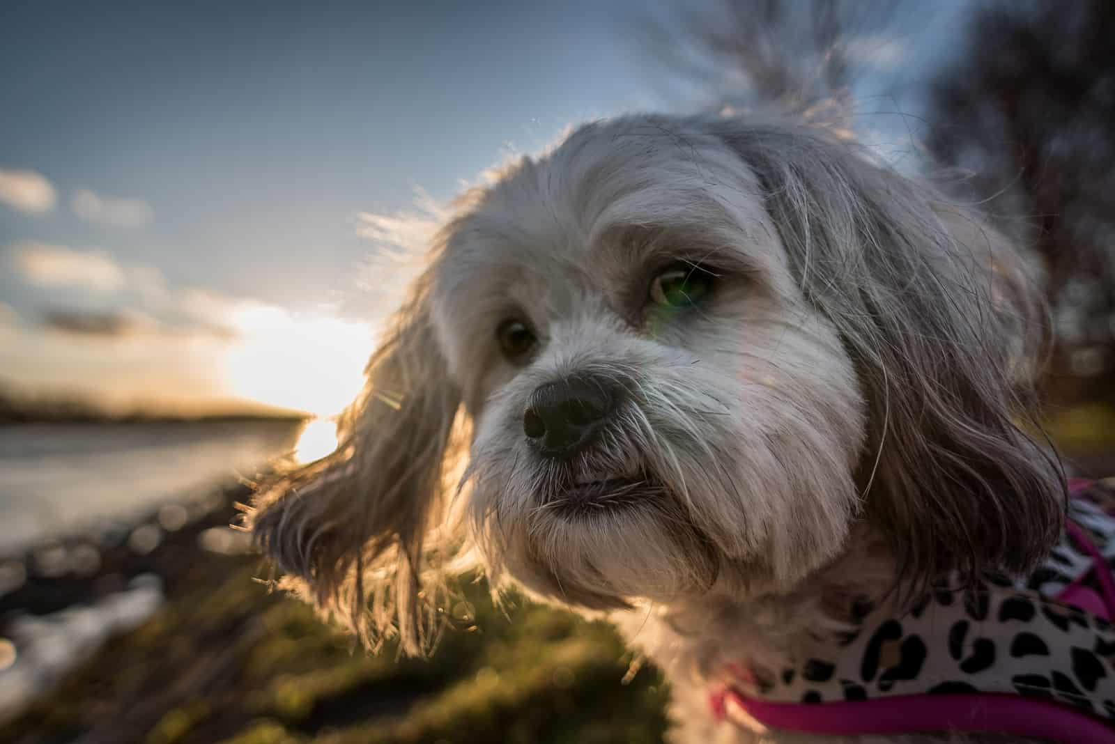 adorable Cute shih tzu dog