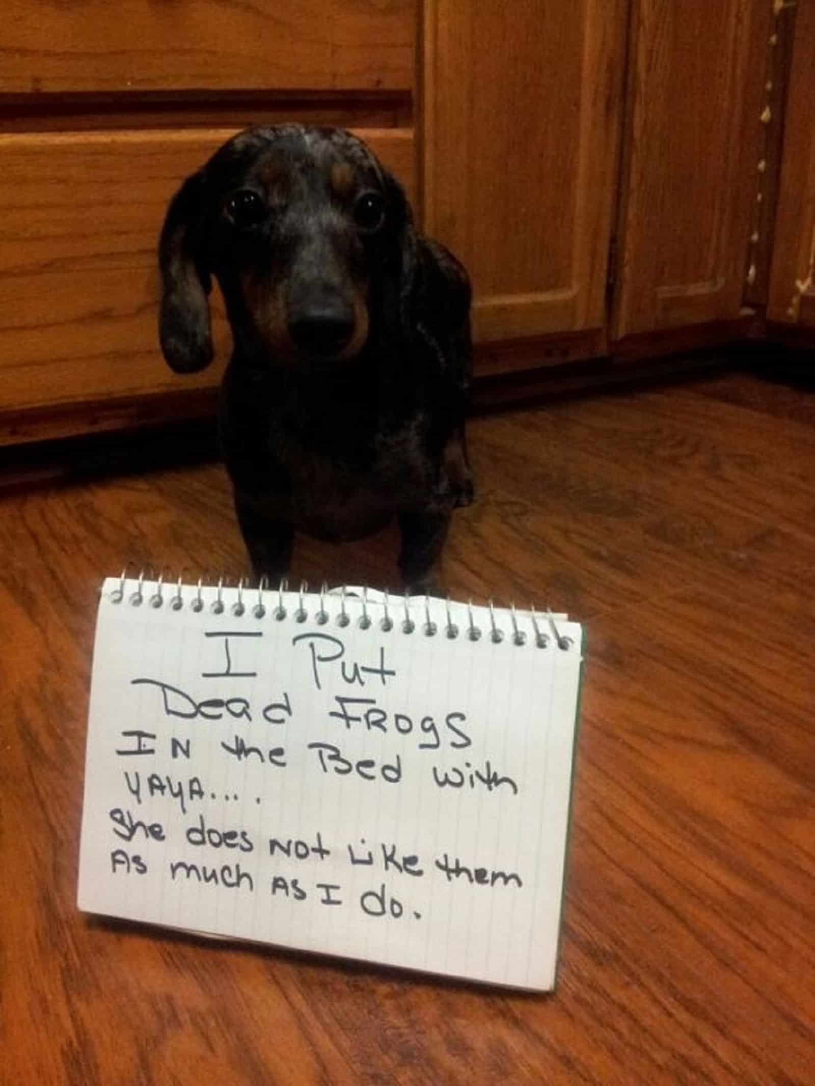 adorable dachshund dog standing inside the house