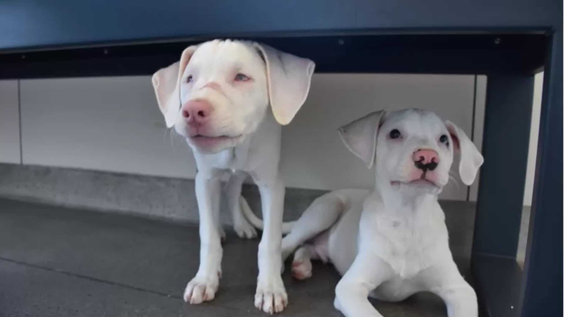 Adorable Deaf & Blind Puppy Finds Forever Home With Her Loving Guide Dog Brother