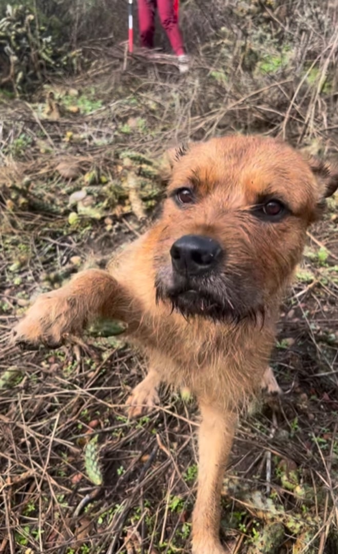 adorable dog giving paw