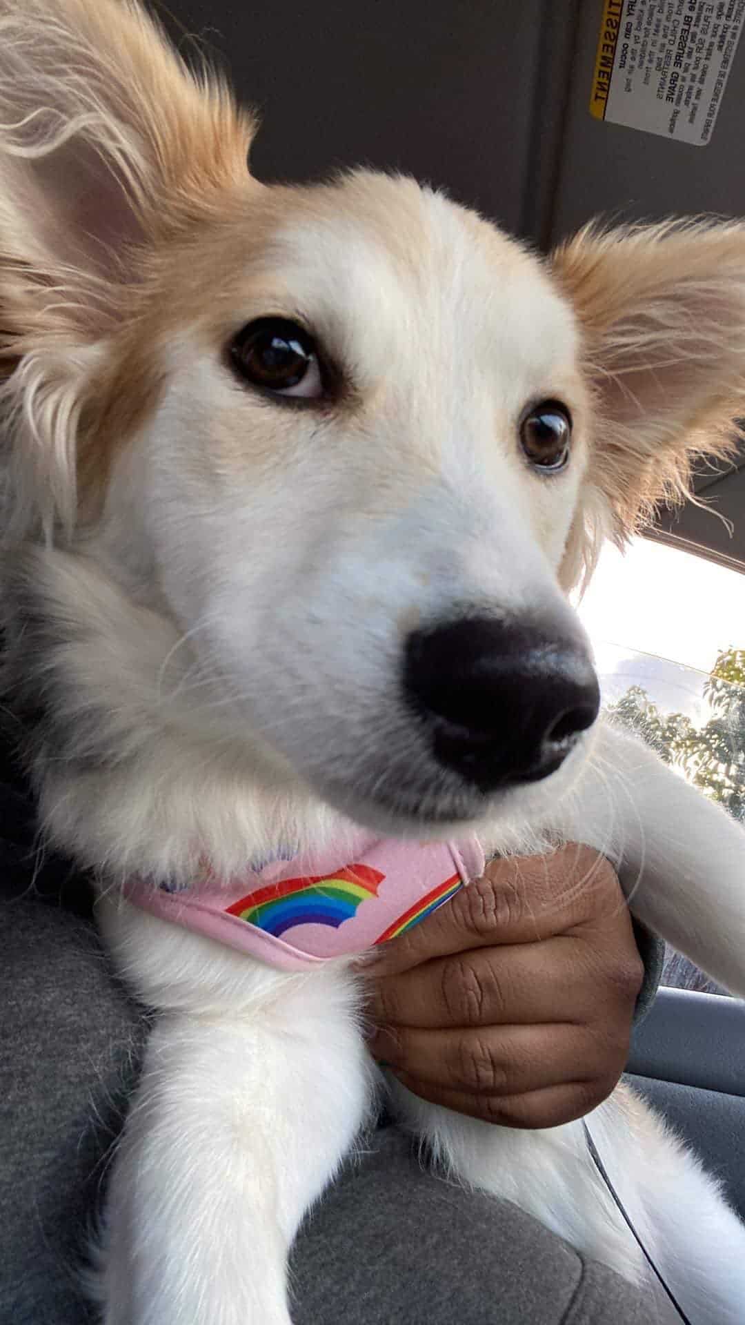 adorable dog in hands