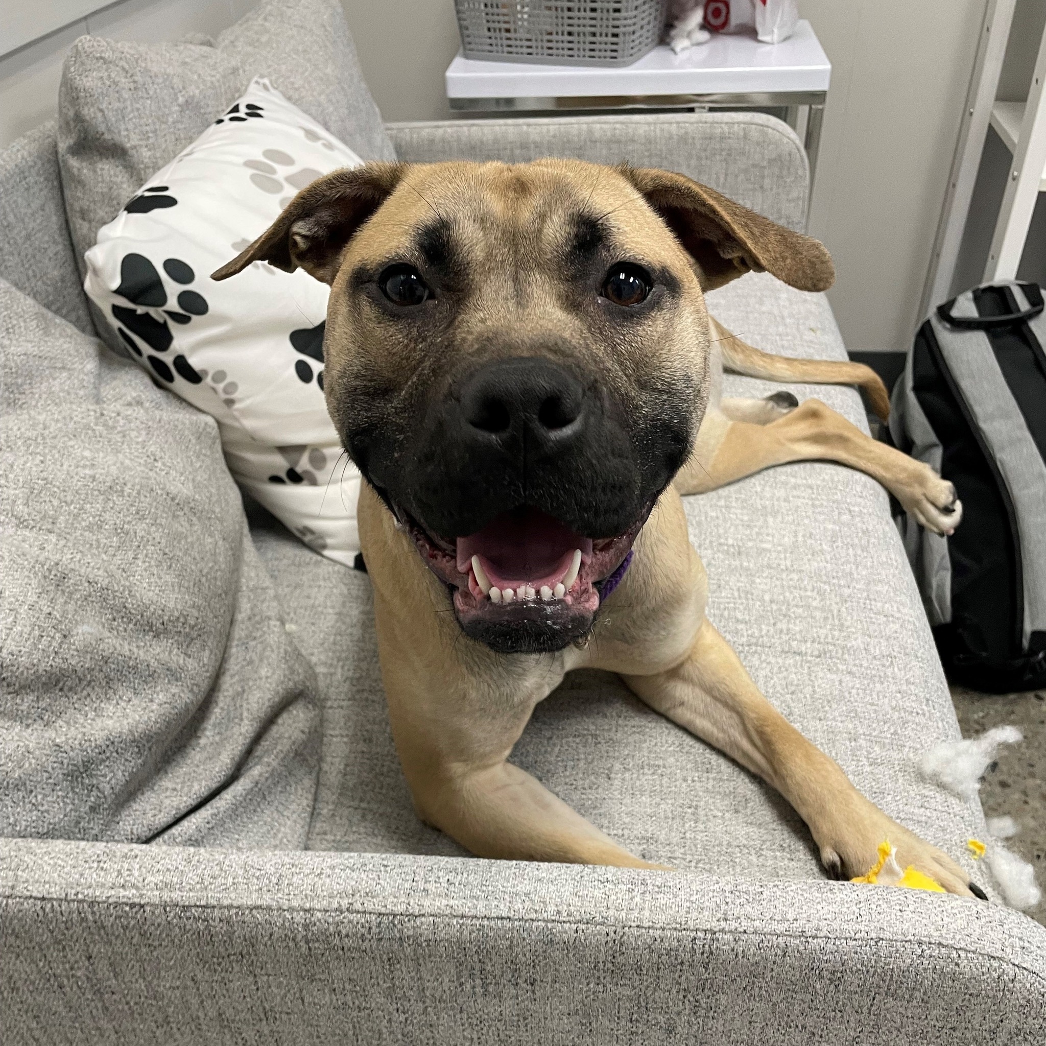 adorable dog laying on a bed