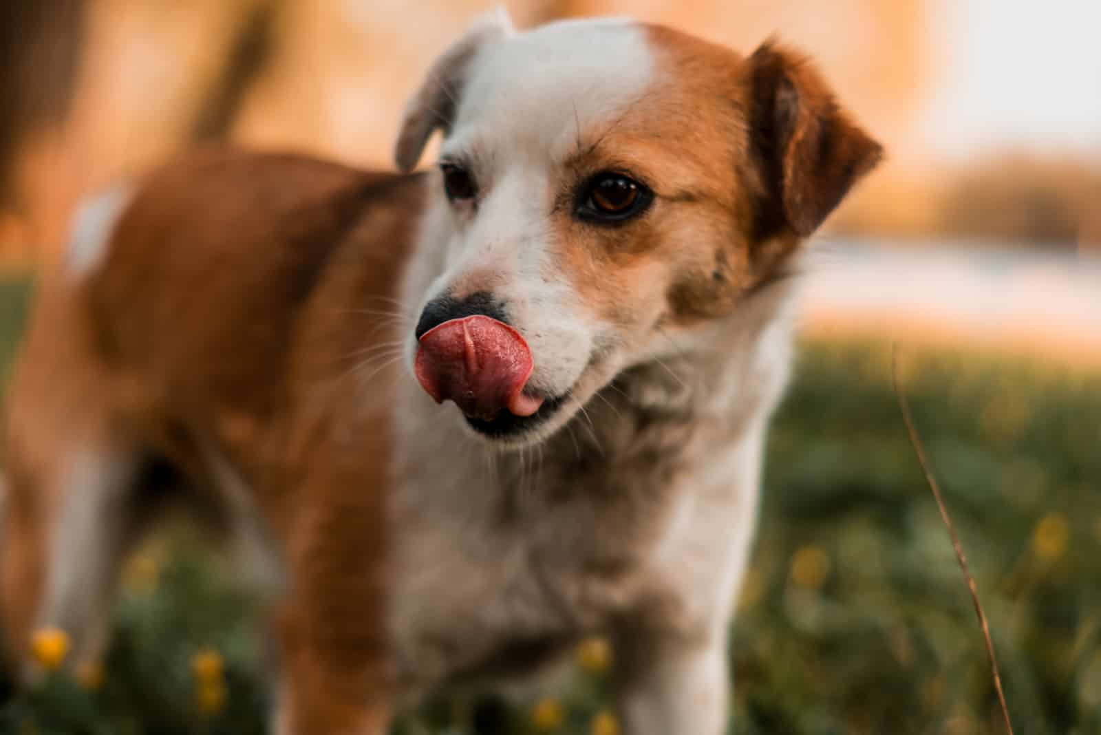 adorable dog licks and watches something