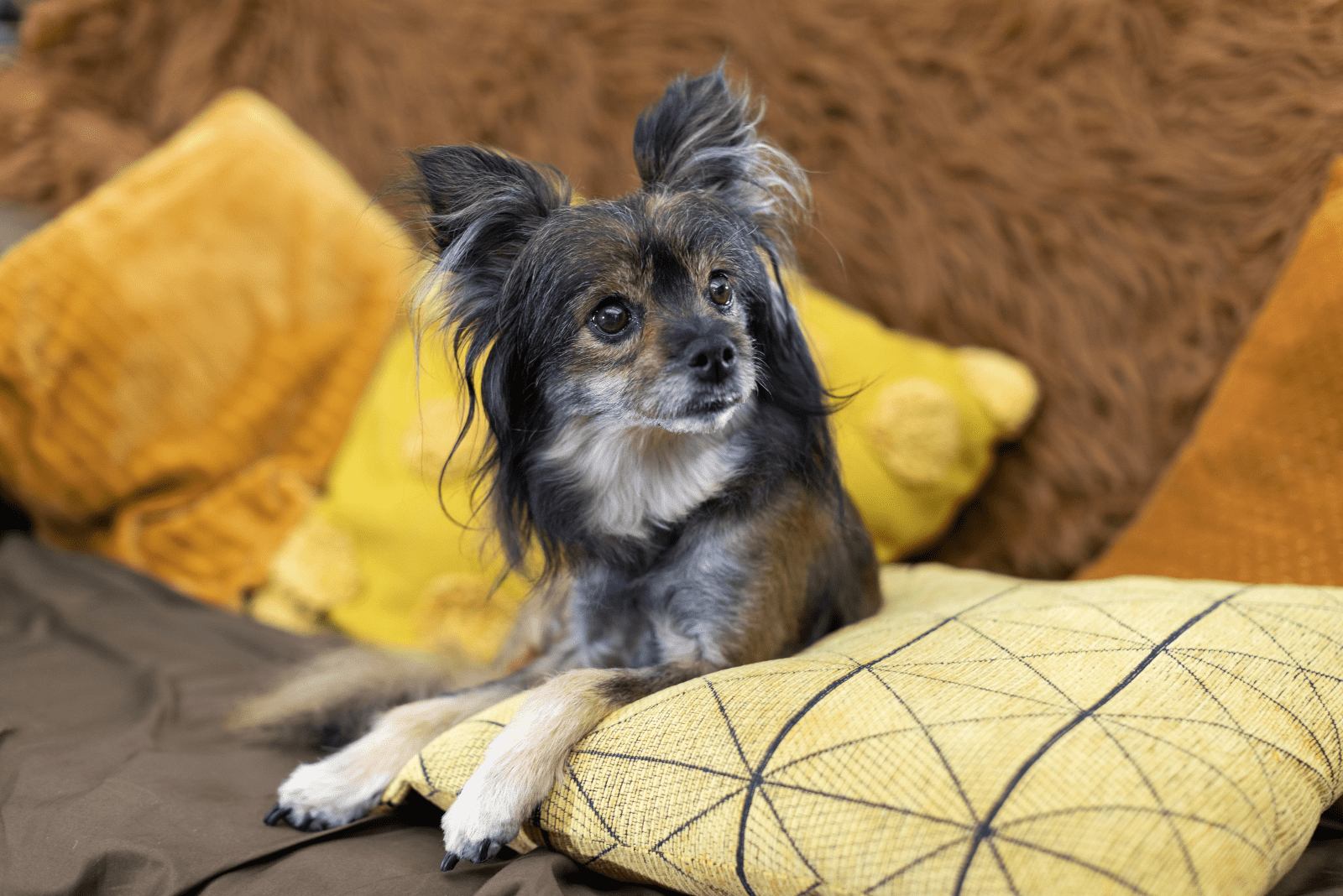 adorable dog lies on the couch and listens to sounds