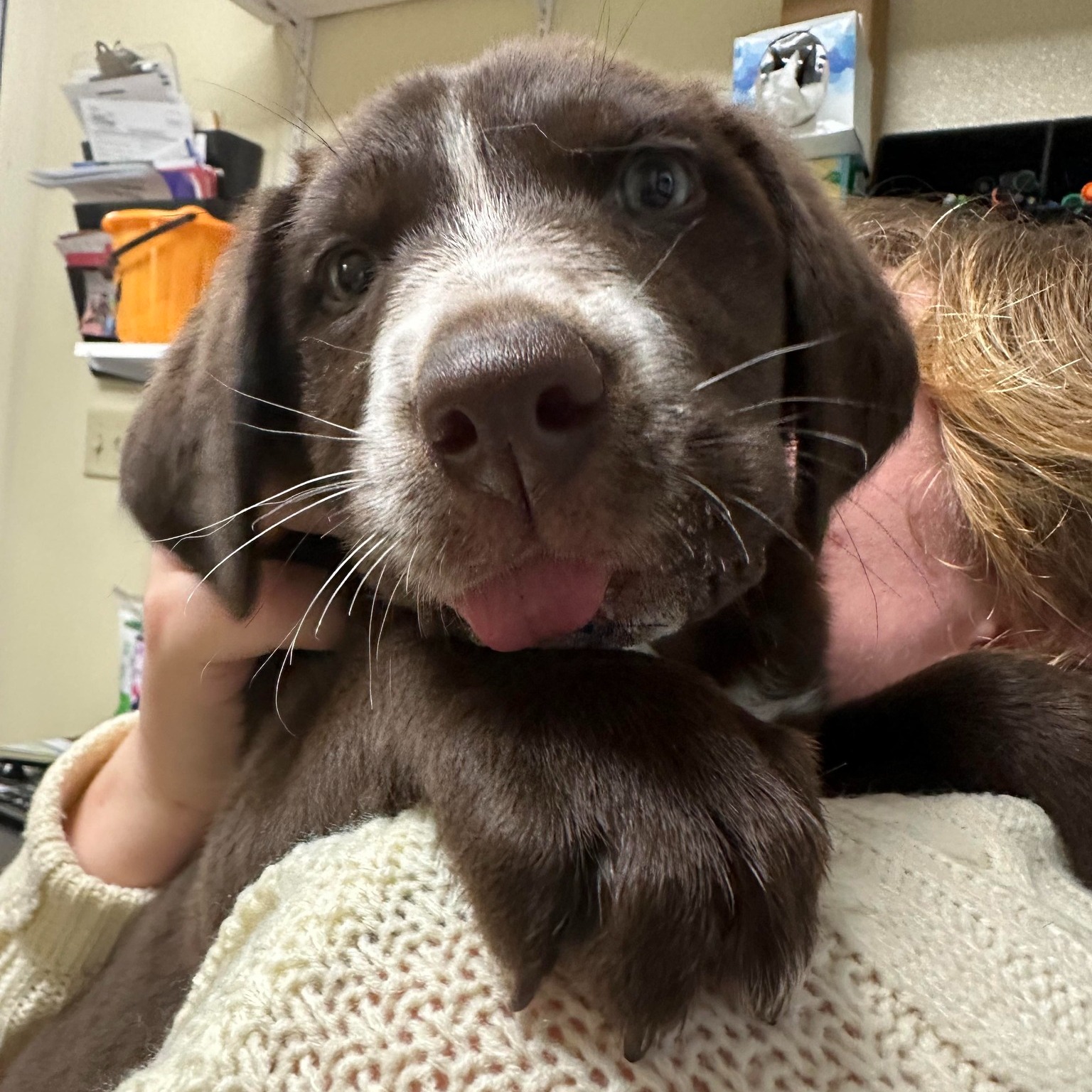 adorable dog on shoulder