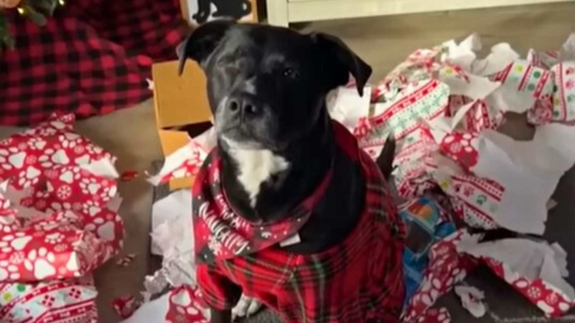 Adorable Dog Who Loves Christmas Gets The Best Surprise Ever