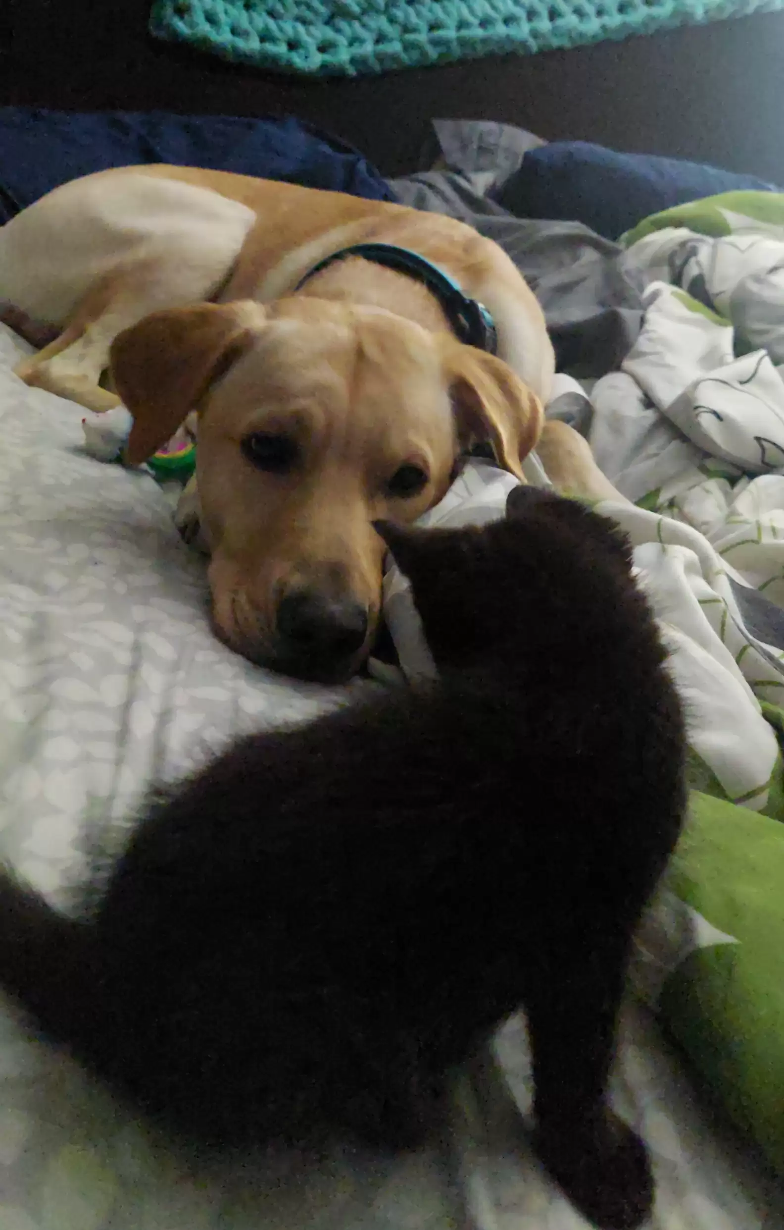 adorable dog with cat on the bed