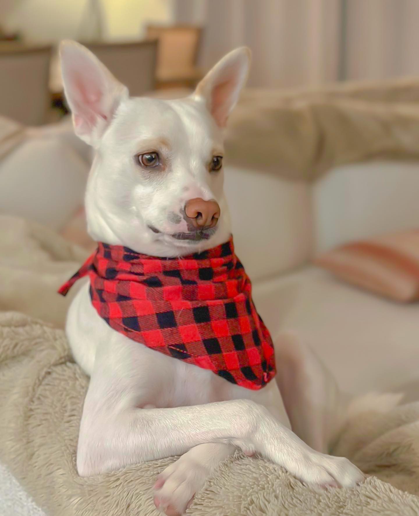 adorable dog with scarf sitting on the couch