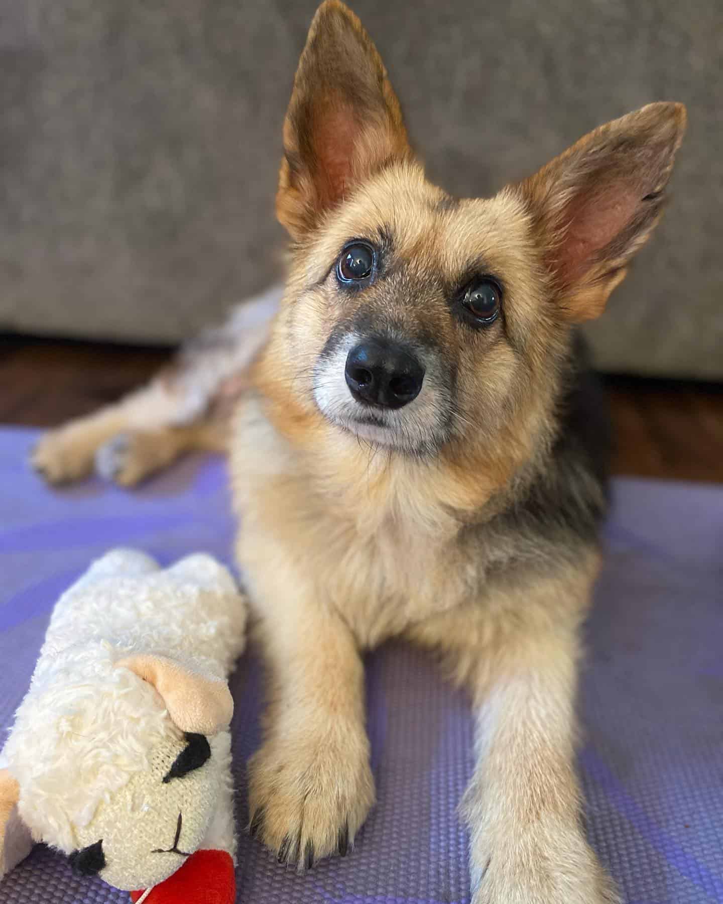 adorable dwarf german shepherd dog