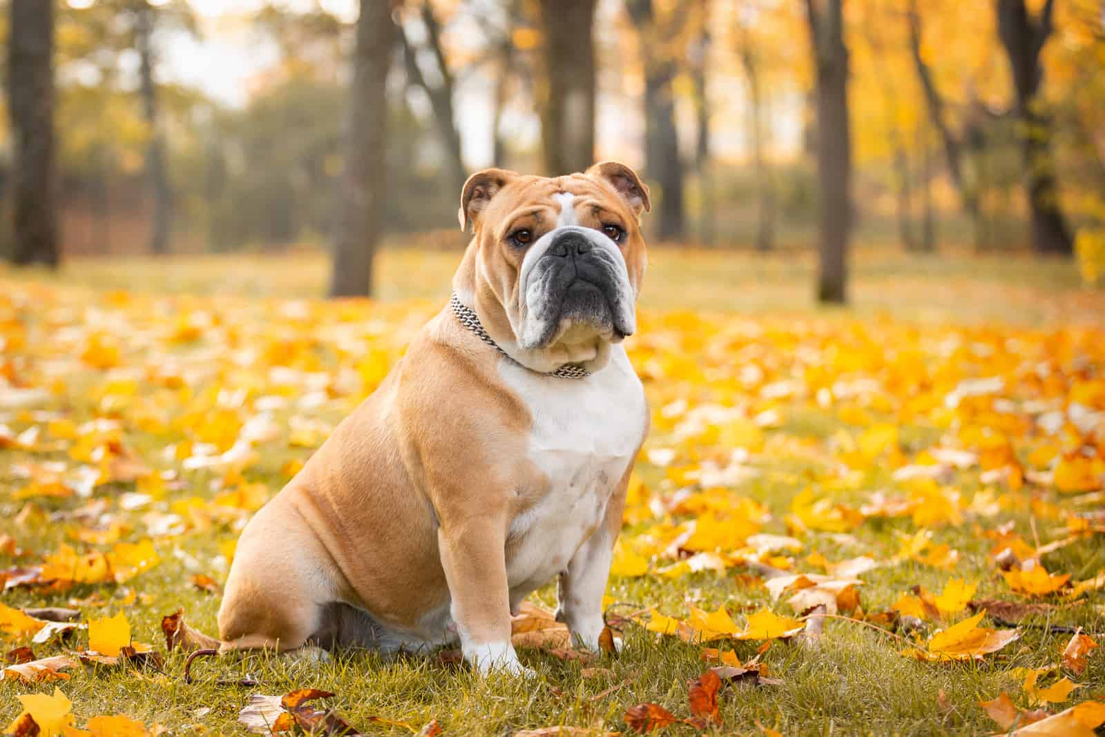 Adorable English bulldog poses in the autumn in the park