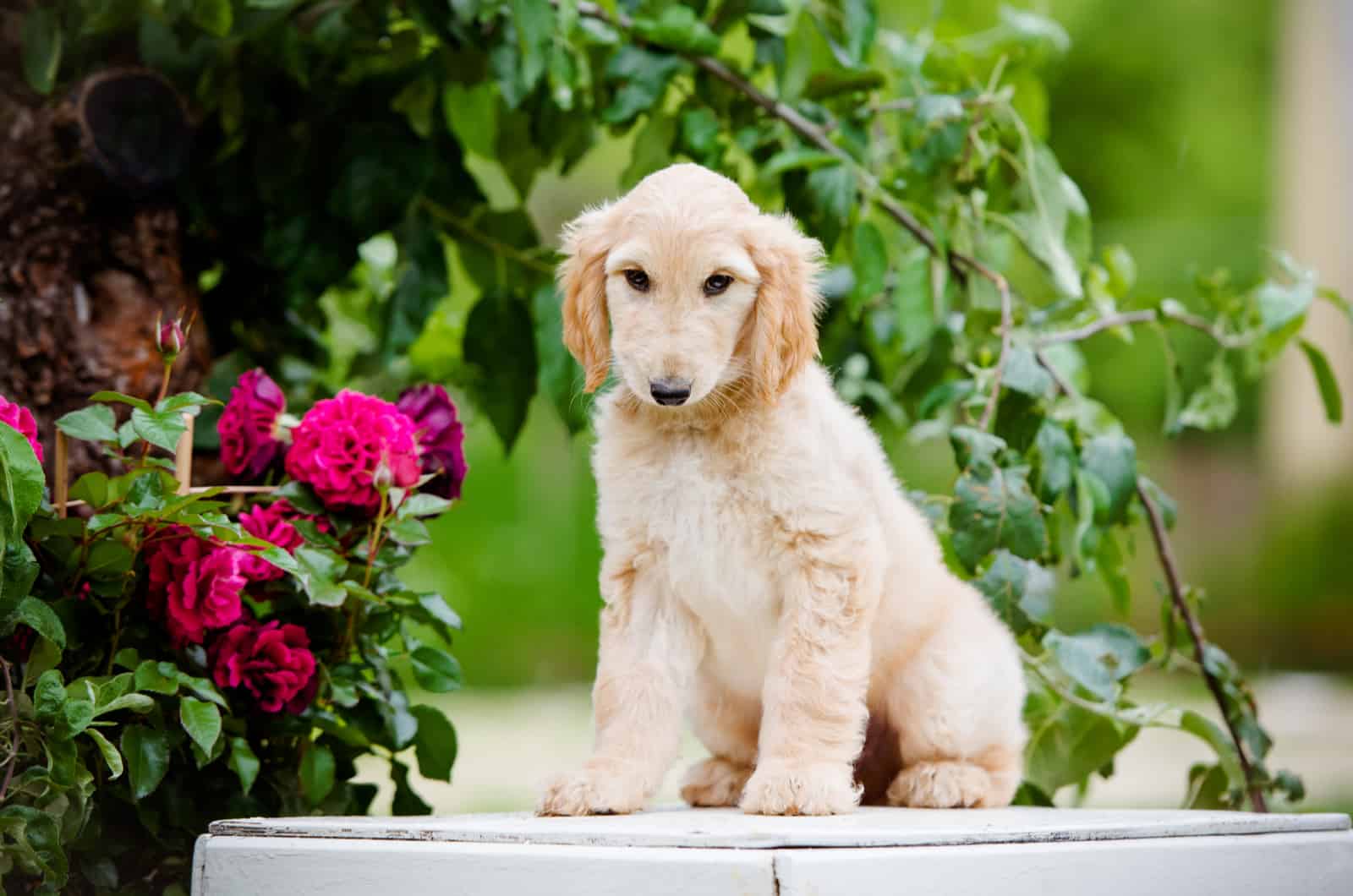 adorable fawn afghan hound puppy sitting outdoors