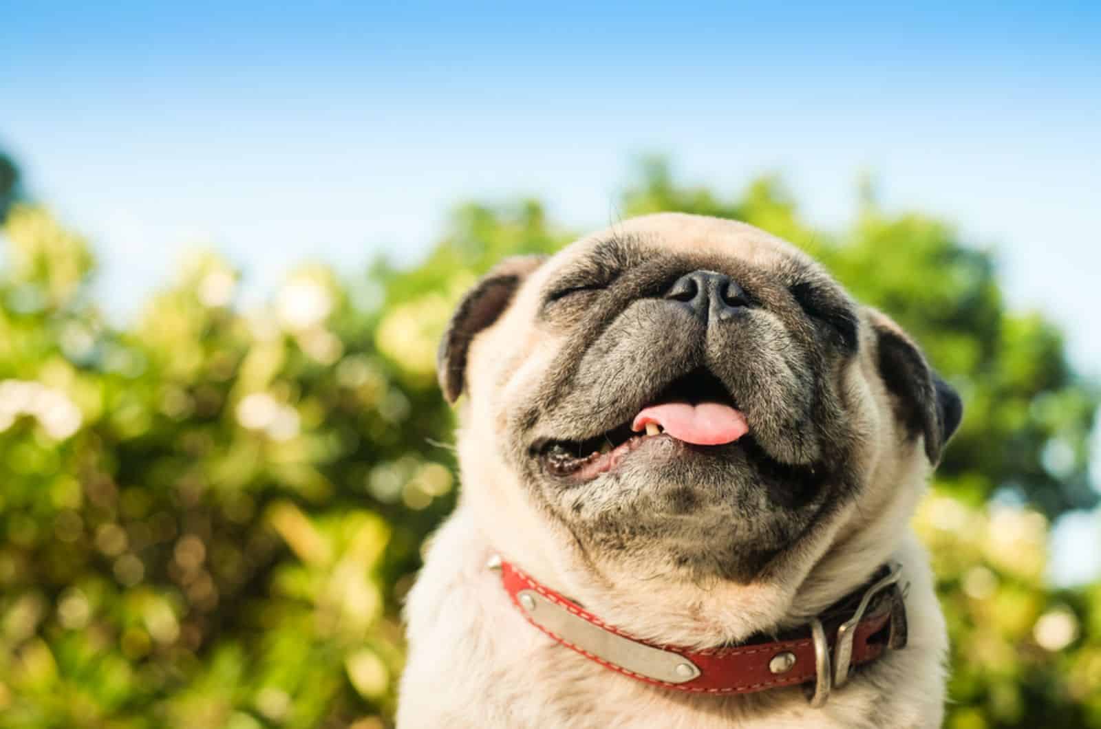 adorable fawn pug smelling oxygen in the morning