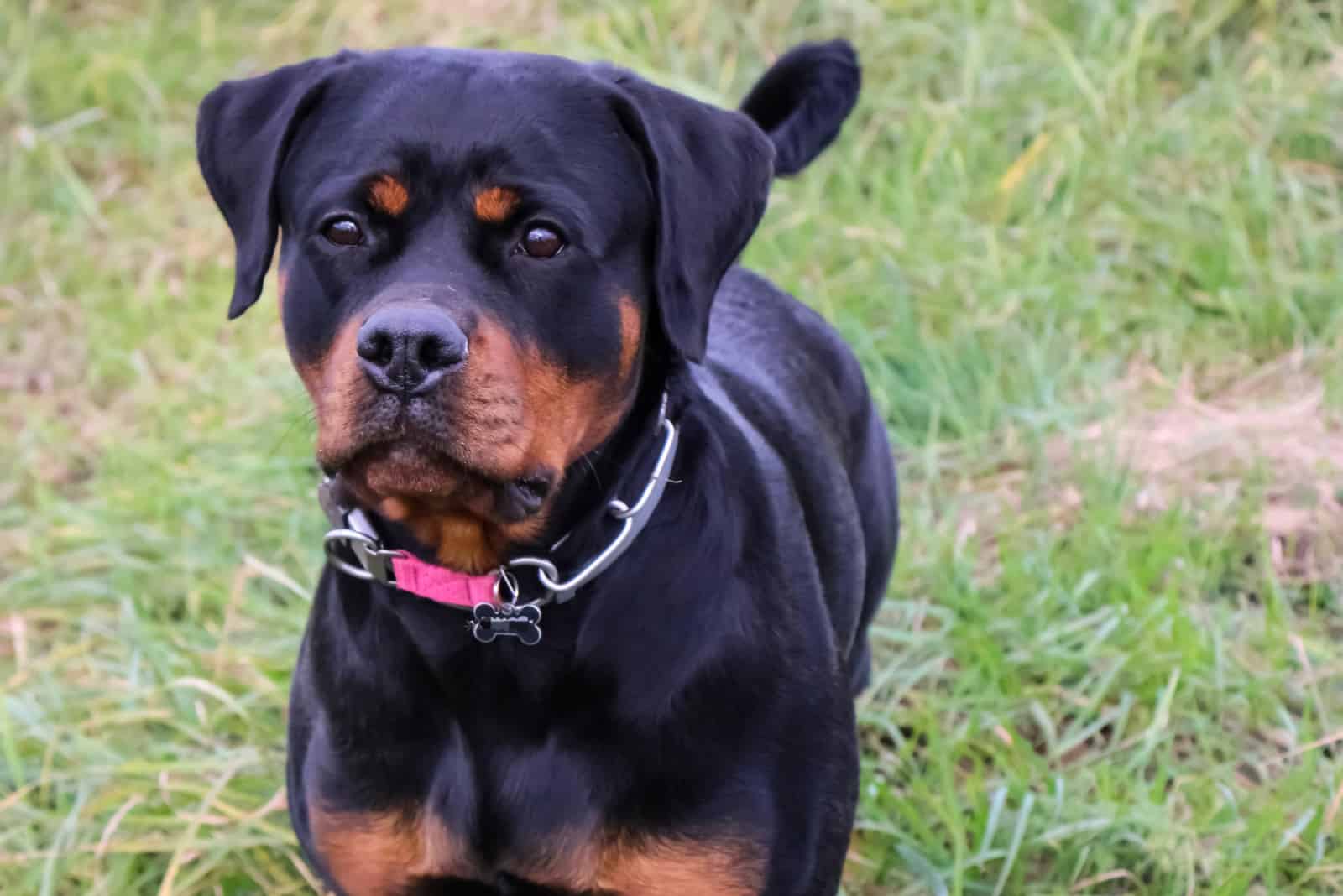 adorable female rottweiler dog