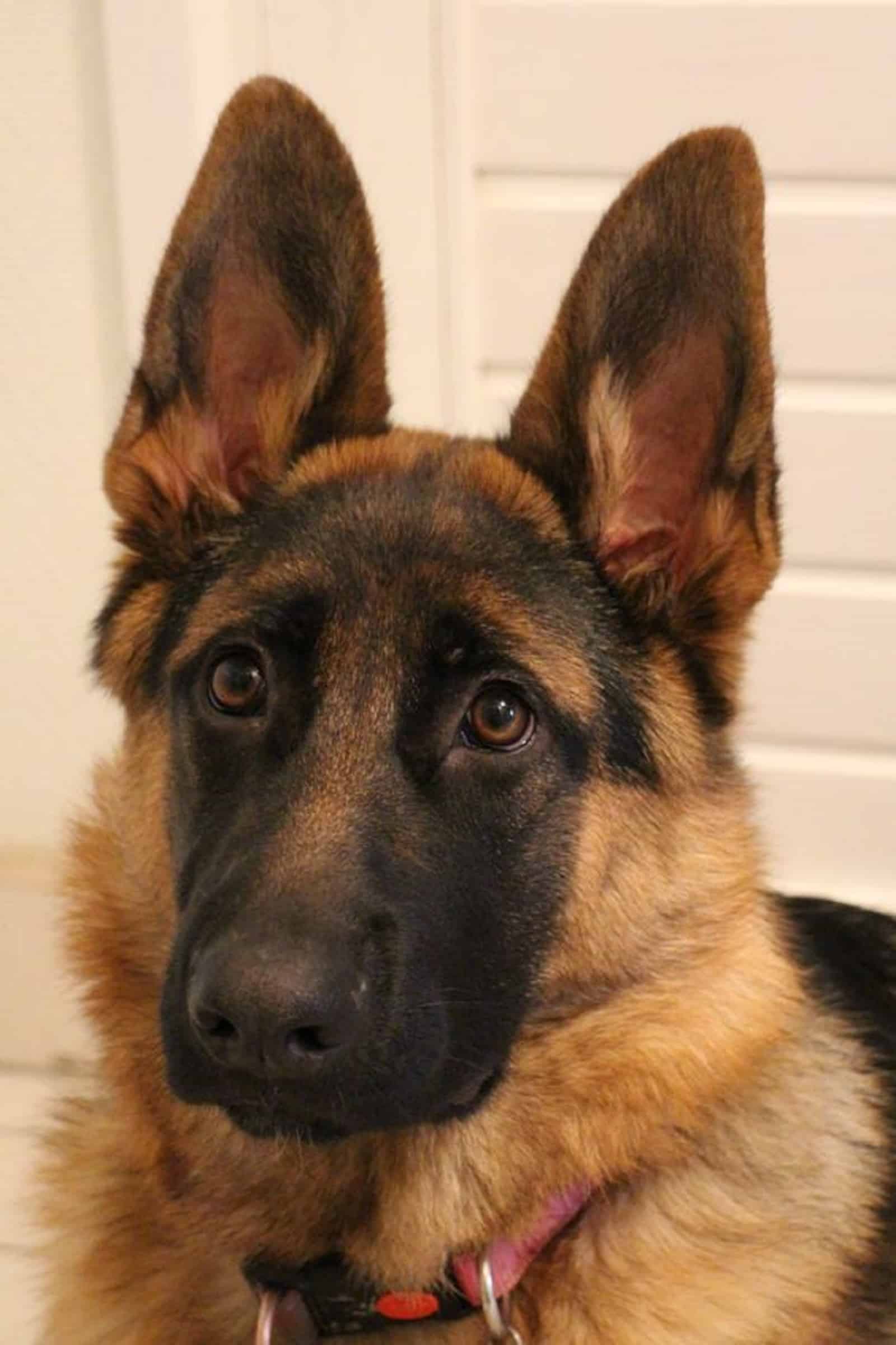 adorable german shepherd dog with puppy eyes