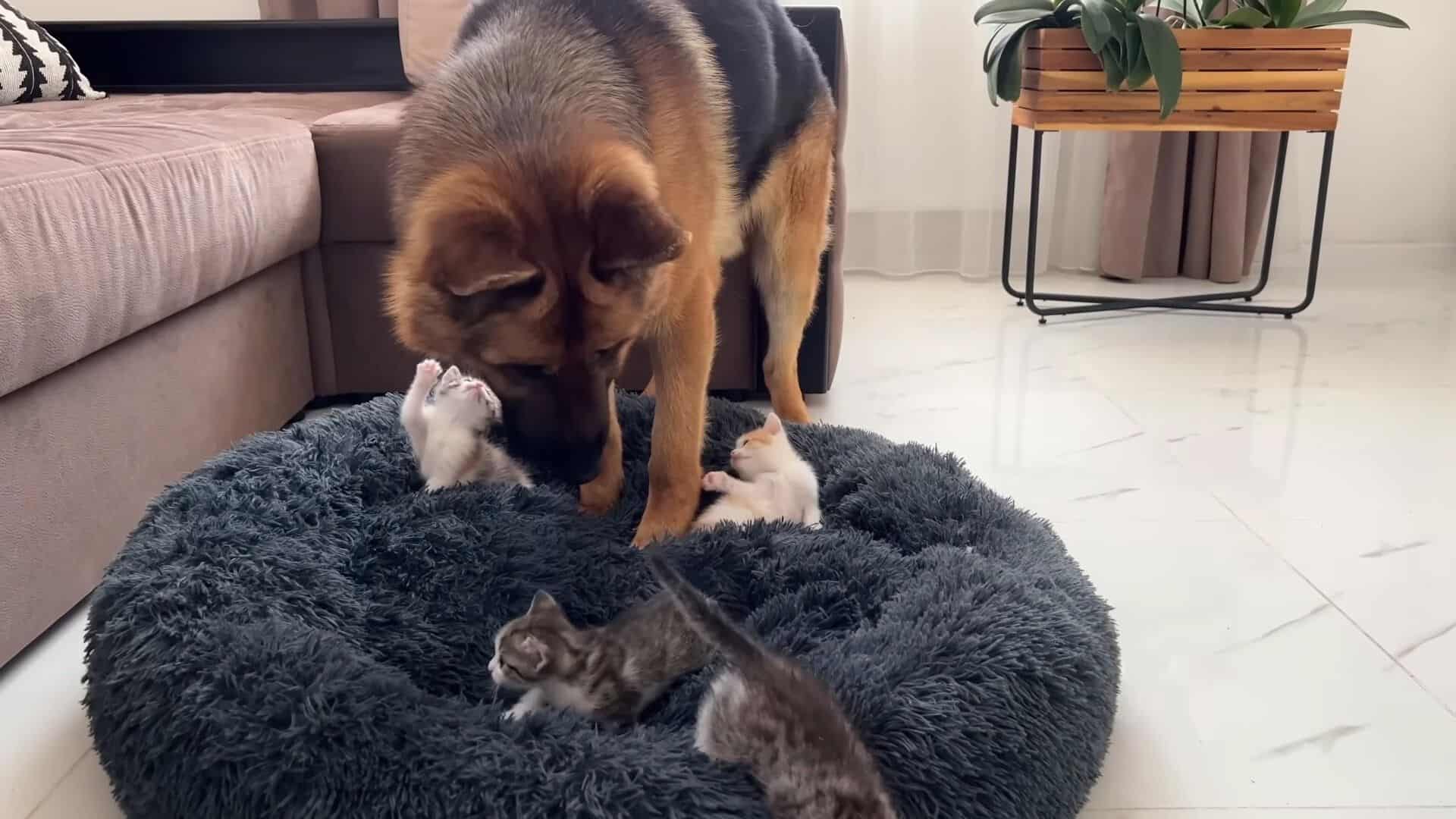 This German Shepherd’s Tender Reaction To Little Kittens Will Warm Your Heart