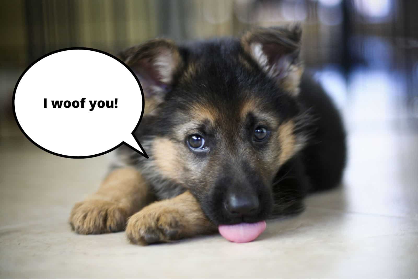 adorable german shepherd puppy lying on the floor