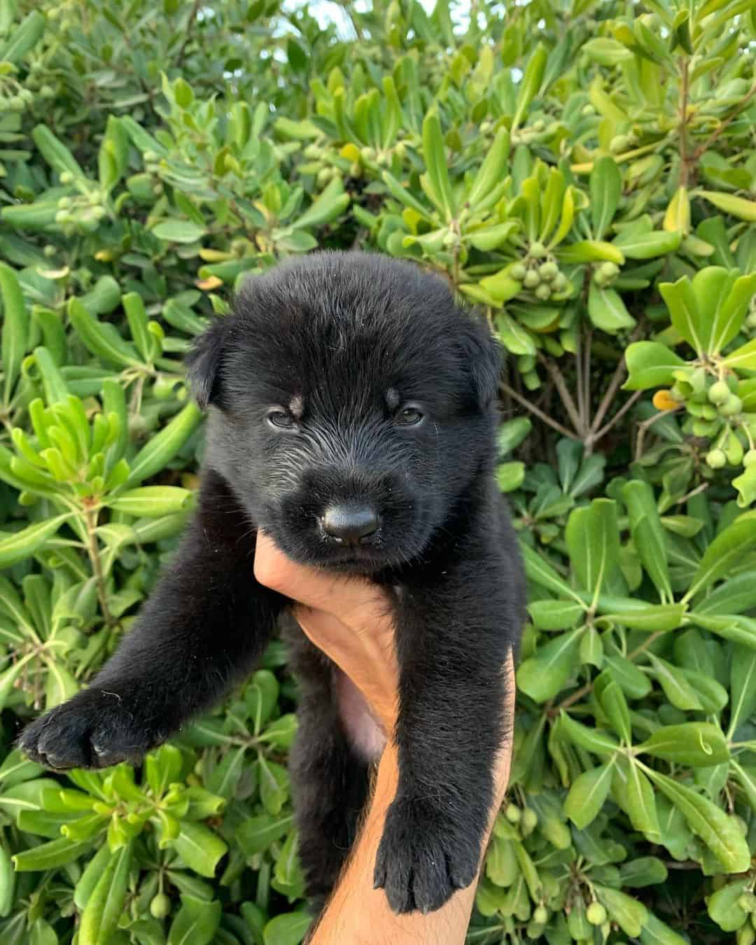 adorable German shepherd puppy