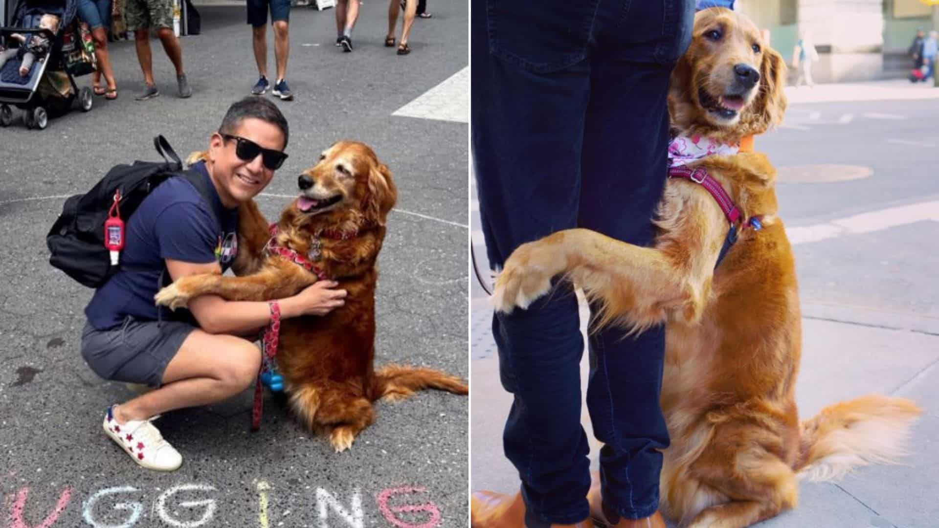 Adorable Golden Retriever Loves Giving Out Free Hugs