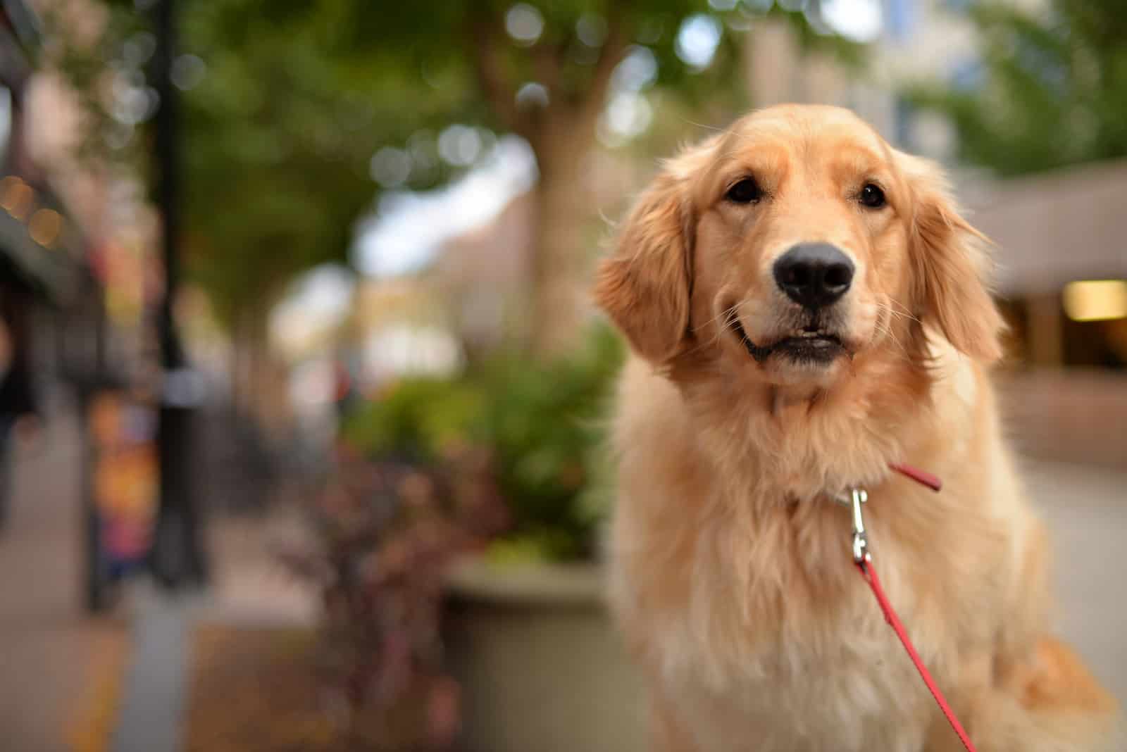 adorable golden retriever outside