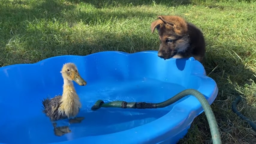 adorable gsd puppy mets a duck for the first time