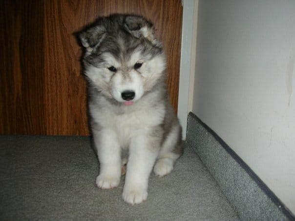 adorable husky puppy